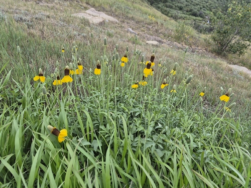 upright prairie coneflower