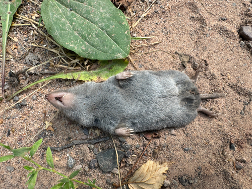Northern Short-tailed Shrew observed by photophorager