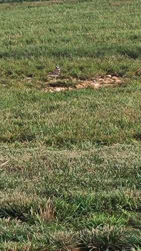 Killdeer observed by nathan69972
