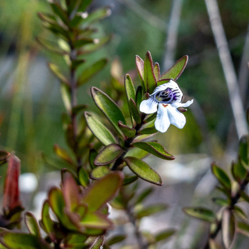 Prostanthera saxicola, 2026-08-08