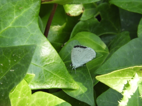 Holly Blue