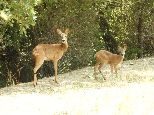 Western Roe Deer