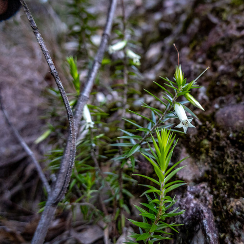Epacris calvertiana, 2026-08-08