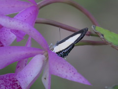 Hypolycaena danis