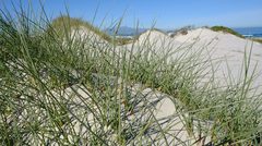 Cladoraphis cyperoides