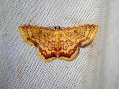 Eois lunulosa