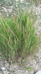 Poaceae