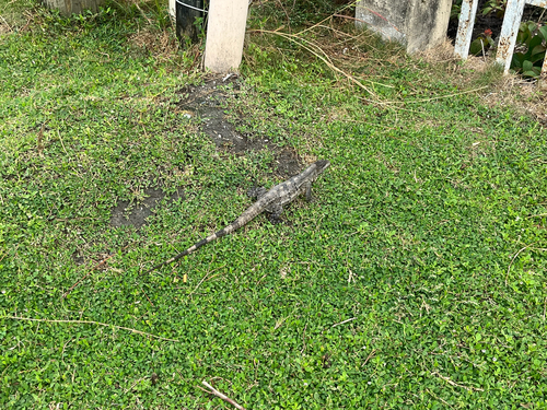 Black Spiny-tailed Iguana