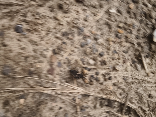 Acanthaspis cincticrus
