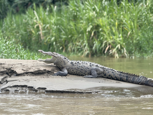 American Crocodile observed by haileyshabo