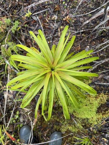 Dracophyllum latifolium, photograph 2