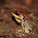 Malabar Fungoid Frog - Photo (c) risonkj, some rights reserved (CC BY-NC), uploaded by risonkj