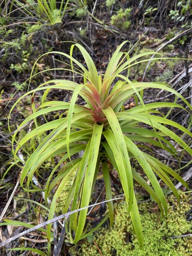 Dracophyllum latifolium