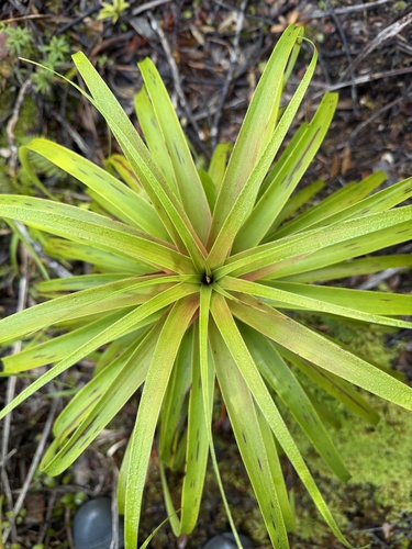 Dracophyllum latifolium, photograph 3