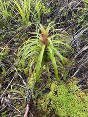 author not stated, no rights reserved Dracophyllum latifolium, photograph author not stated, no rights reserved