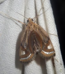 Eoophyla gibbosalis