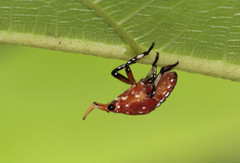 Kalidasa lanata