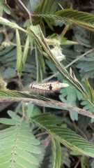 Lymantriinae