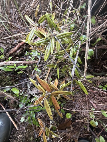 Corokia buddleioides, photograph 4