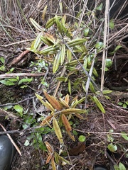 Corokia buddleioides, photograph author not stated, no rights reserved