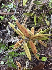 Corokia buddleioides, photograph author not stated, no rights reserved