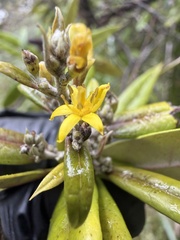 Corokia buddleioides, photograph author not stated, no rights reserved