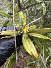 Corokia buddleioides, photograph author not stated, no rights reserved