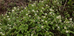 Lamium flexuosum