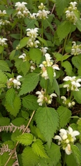 Lamium flexuosum