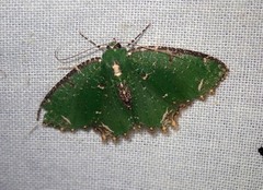 Eucyclodes textiloides