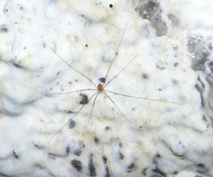Amilenus aurantiacus
