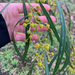 Acacia cyanophylla