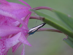 Hypolycaena danis