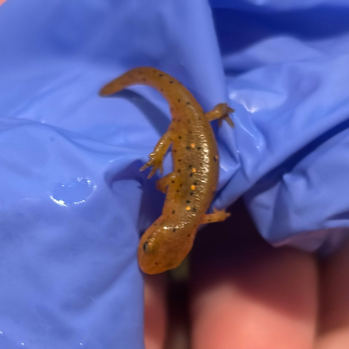 Eastern Newt observed by bookwyrmling