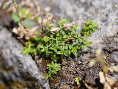 Moehringia trinervia