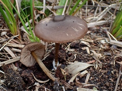 Entoloma chrysopus