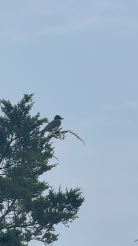 Eastern Kingbird observed by jakeybakey