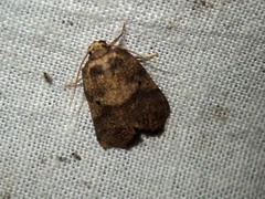 Eugoa crassa