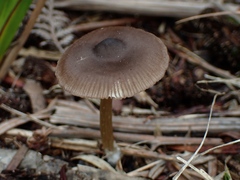 Entoloma chrysopus