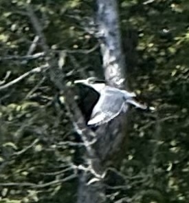 Belted Kingfisher observed by cchurch99