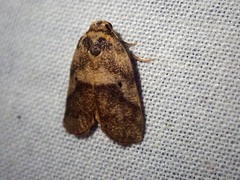 Eugoa crassa