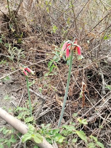 Phaedranassa dubia, photograph 2