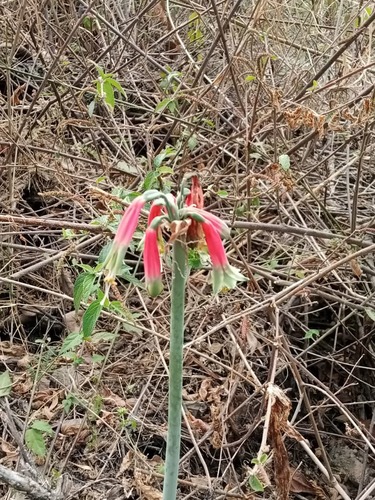 Phaedranassa dubia, photograph 1