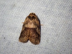 Eugoa crassa