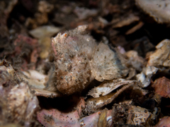 Aploactisoma milesii