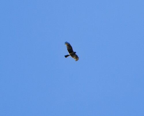 Northern Harrier observed by dalunaloo27x