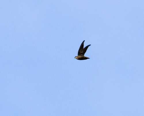 Chimney Swift observed by dalunaloo27x