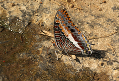 Charaxes saturnus saturnus