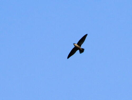 Chimney Swift observed by dalunaloo27x