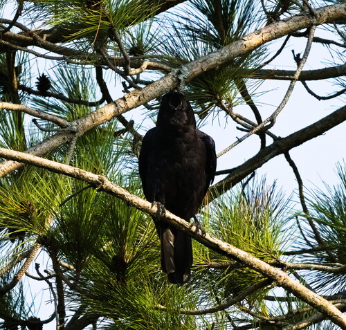 American Crow observed by dalunaloo27x